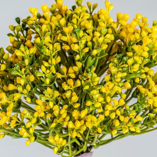 Gele Alliumplant, Ø12x57cm