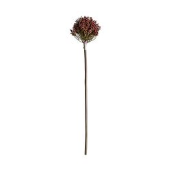 Allium violet, Ø12x57cm
