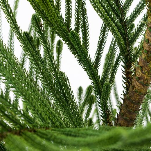 Araucaria Cookii Mac groene plastic plant, Ø70x152cm