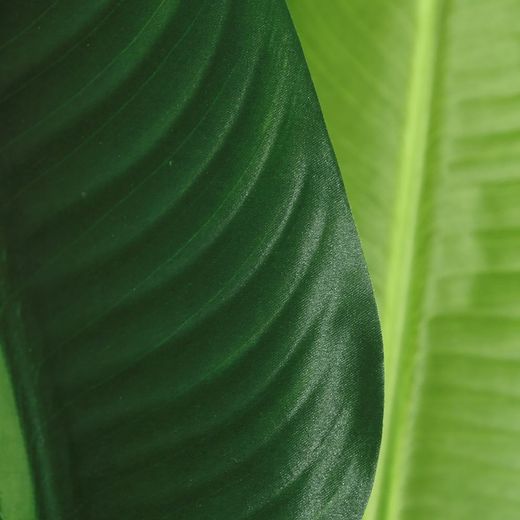 Green Artificial Bird of Paradise Plant, Ø20x150cm