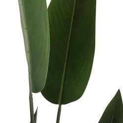 Pianta Bird Of Praise L Verde, Ø75x180cm