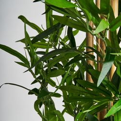 Planta de bambu verde, Ø40x190cm