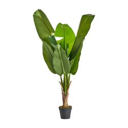 Green Banana Plant, Ø25x144cm