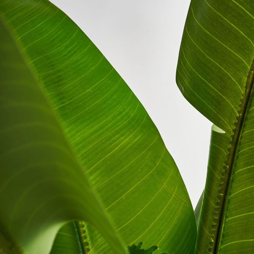 Green Banana Plant, Ø25x144cm