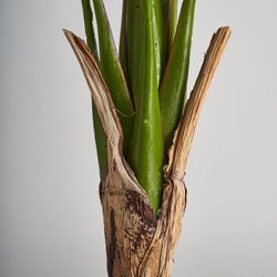 Green Banana Plant, Ø25x144cm