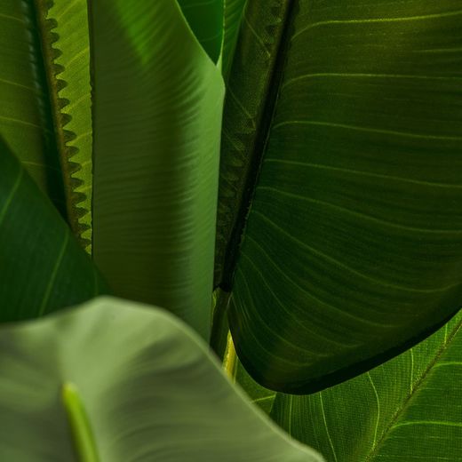 Green Banana Plant, Ø25x144cm