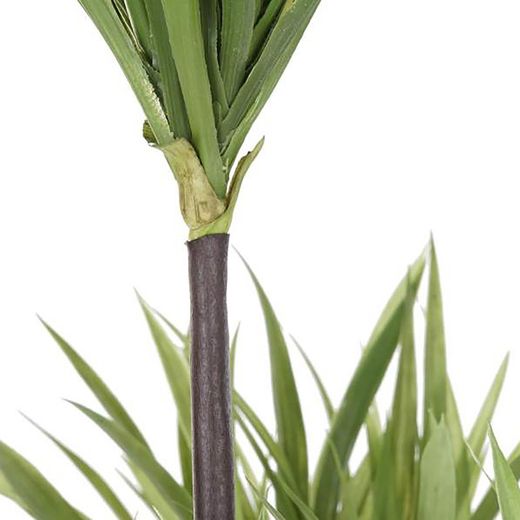 Green Dracaena Plant, Ø75x180cm