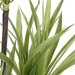 Green Dracaena Plant, Ø75x180cm