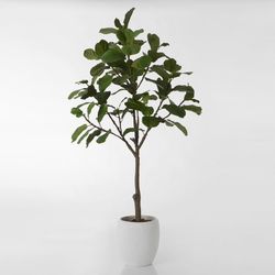 Ficus Lyrata Green Plastic Plant, Ø53x203cm
