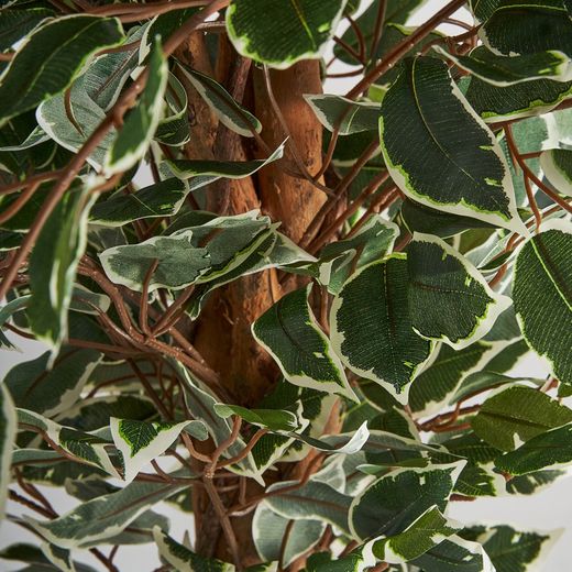 Ficus vert, 60x180 cm