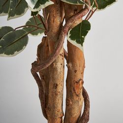 Ficus vert, 60x180 cm