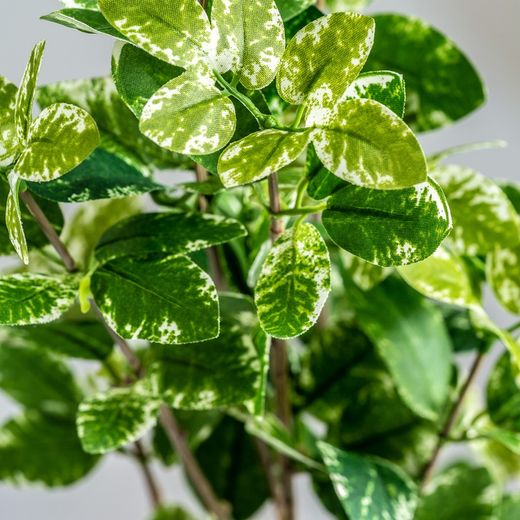 Plant Leaves Green, Ø10x88cm