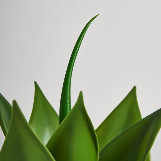 Groene lotusplant, Ø26x45cm