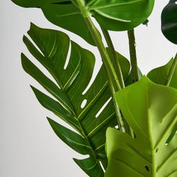 Green Monstera Plant, 44x150 cm