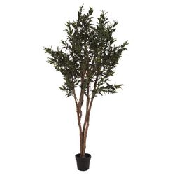 Green Olive Plant, Ø60x190cm