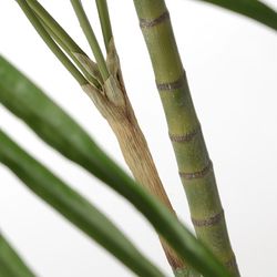 Green Plastic Royal Palm Plant, Ø85x235cm