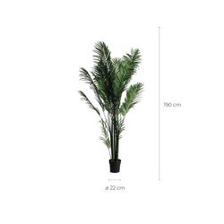 Palmier vert, 40x50x210cm