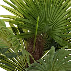 Palm Plant XS Verde, Ø40x90cm