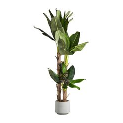 Bananier vert, 50x60x245cm