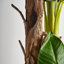 Bananier vert, 50x60x245cm