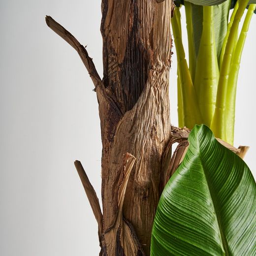 Bananier vert, 50x60x245cm