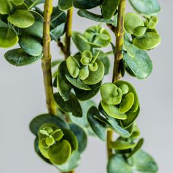 Ramos de Planta Verde, Ø0x102cm