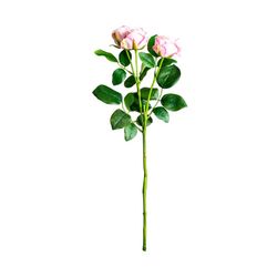 Rosa Rosa, Ø1x48cm