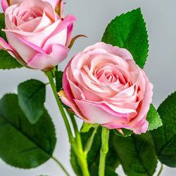 Rosa Rosa, Ø1x48cm