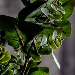 Plante verte, 52x40x48cm