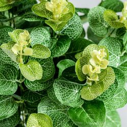 Plante verte, 52x40x48cm