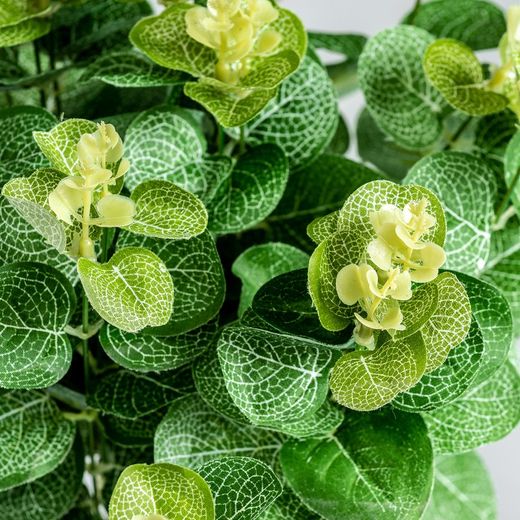 Plante verte, 52x40x48cm