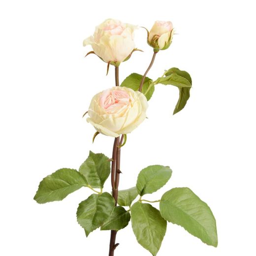 Catalina white and pink rose, 10x48 cm