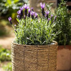 Ensemble de 2 jardinières en roseau, Ø30x58cm