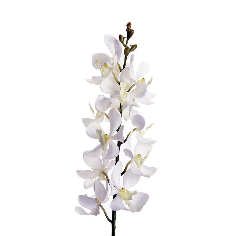 DIVANA orchidee, 10x59 —