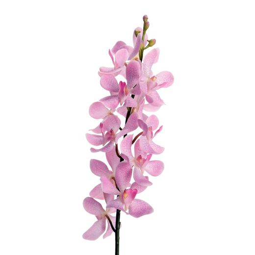 DIVANA VANDA-Orquídea Rosa, 10x59 cm